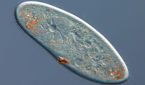 A close-up image of paramecium caudatum
