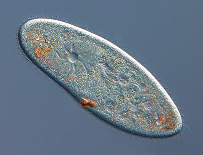 A cell imaged using phase contrast to increase contrast and detail.